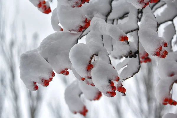枝に赤いナナカマドの果実は雪で覆われています。冬 — ストック写真