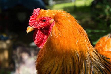 Fuarda büyük güzel horoz. Hayvanlar