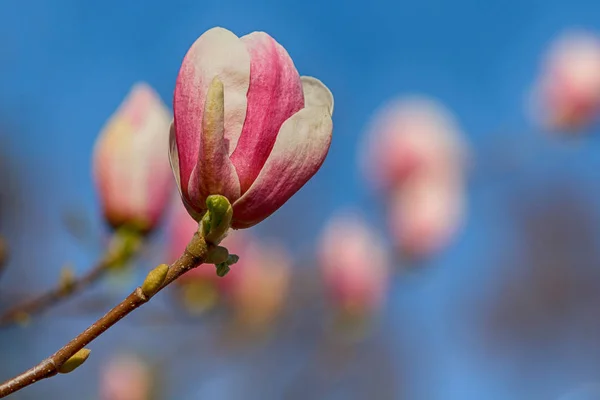 Magalia bloeien tegen de hemel close-up. Bloemen — Stockfoto