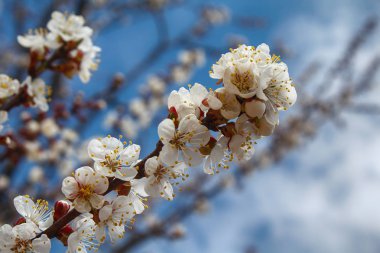 Gökyüzü yakın çekim kiraz çiçekleri Şubesi