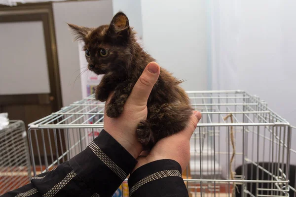 Il gattino è nelle mani di una donna in un rifugio. Animali domestici — Foto Stock