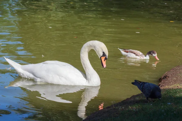 Cisne blanco, pato y paloma en el parque. Aves — Foto de Stock