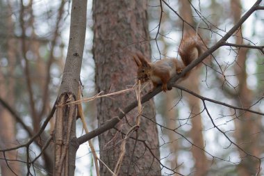 Sincap bir kış parkta bir ısıtıcı yuva için toplar. Hayvanlar
