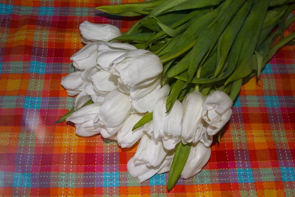 White tulips on a checkered tablecloth. Flowers — Stock Photo, Image