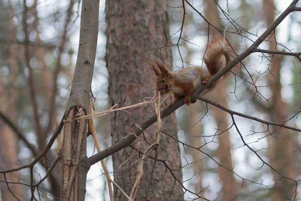 Ardilla en un parque de invierno recoge un calentador para su nido. Animales. — Foto de Stock