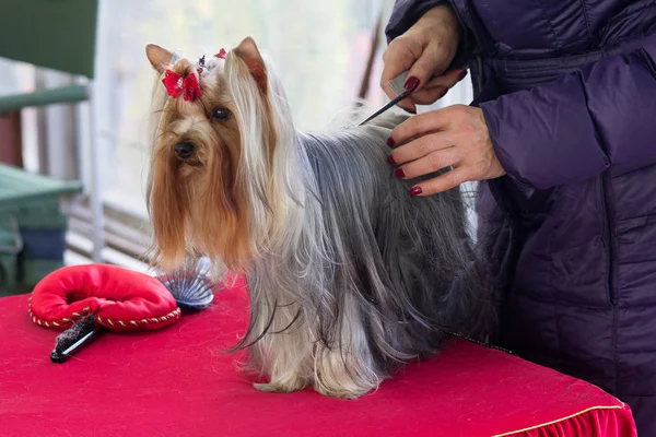 Yorkshire Terrier se está preparando para la exposición de perros. Crianza de perros — Foto de Stock