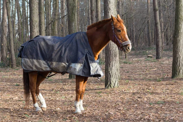 Бегущая лошадь в одеяле в парке. Животные — стоковое фото