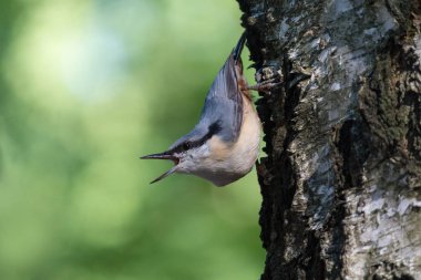 Sıvacı kuşu ağacın kenarında oturup yemek ayıklar. Kuşlar