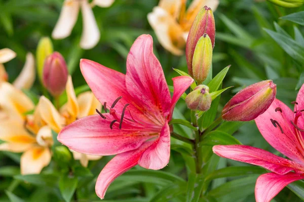 Red and yellow lilies on a meadow close-up. Flowers — Stock Photo, Image