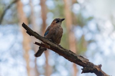 Jay bir şube parkta oturur. Kuşlar