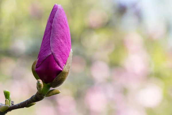 Ongeopende bloemen van de magnolia in de tuin. Natuur — Stockfoto