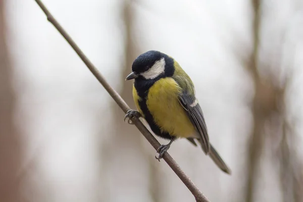 Titmouse сидить на гілці в парку. Птахи — стокове фото