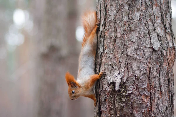 Esquilo vermelho curioso em uma árvore em um parque. Animais — Fotografia de Stock