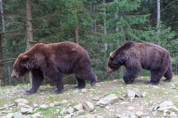 Два медведя идут через лес. Животные — стоковое фото