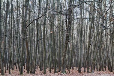 Ormanda düşen yapraklar ağaçlarıyla. Manzara