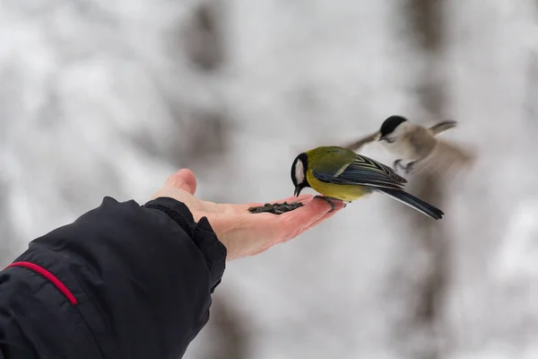 Bir adamın elinden bir kış parkta yemiş memeler. Kuşlar — Stok fotoğraf