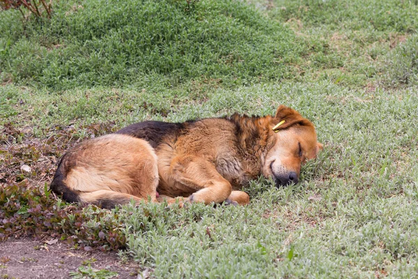 Homeless dog with a tag is sleeping on the grass. Pets