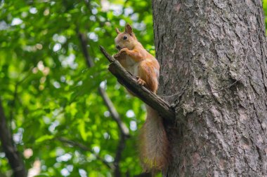 Sincap ağaçta uhsptn ceviz olduğunu. Hayvanlar