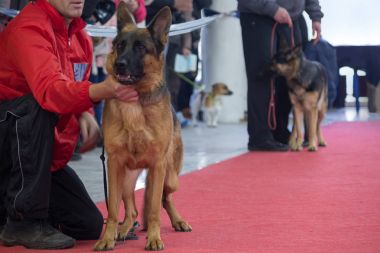 Alman çoban köpekleri bir sergi, gösteri sırasında