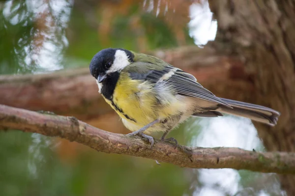 Titmouse en una rama en el parque. Aves — Foto de Stock