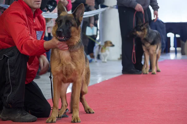 German shepherds during demonstration at an exhibition of dogs — Stock Photo, Image