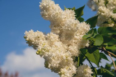 Mavi gökyüzü arka planında beyaz leylak. Doğa