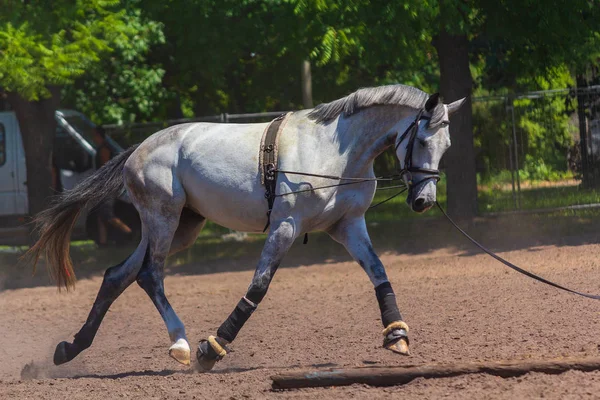 Cavalo branco enquanto treina na pista de corridas. Animais — Fotografia de Stock