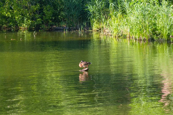 Pato solitario en un estanque de recreo. Animales. —  Fotos de Stock