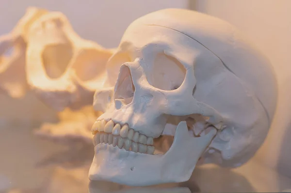 Crâne Humain Gypse Comme Une Aide Visuelle Dans Fenêtre Médecine — Photo