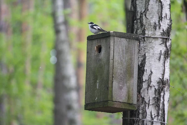 Bird is sitting on the birdhouse in the park — Stock Photo, Image