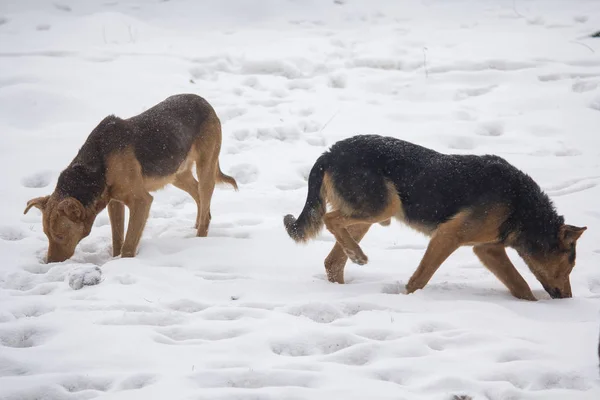 Бездомная голодная собака? Ищет пищу под снегом зимой — стоковое фото