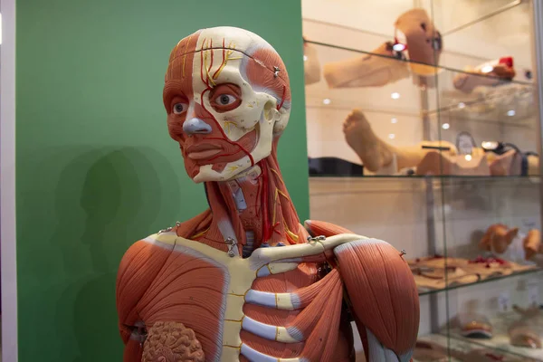 Modèle anatomique d'un corps humain en gros plan. Médecine — Photo