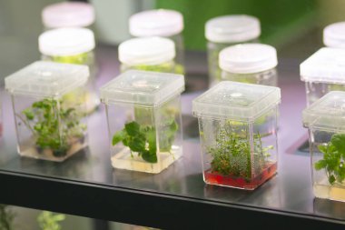 Çeşitli bitkilerin filizleri kaplarda filizlendiler Tarım