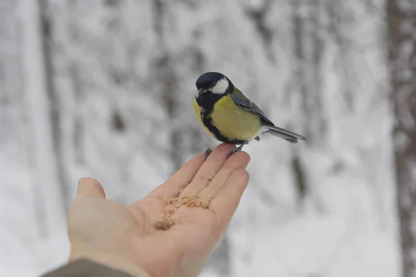 Pájaro hambriento en la mano en un parque de invierno. Aves —  Fotos de Stock