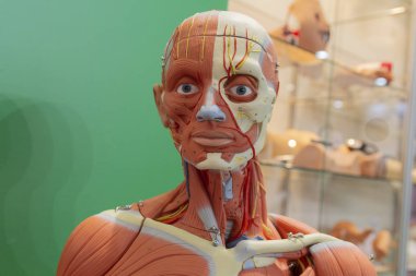 İnsan iç organları kukla, eğitim kukla, usküler sistemin detayı. Sağlık kavramı