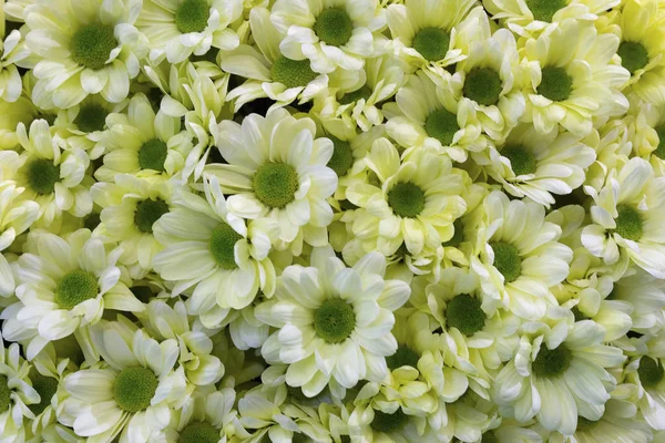 Background of beautiful white chrysanthemum closeup. Flowers — Stock Photo, Image