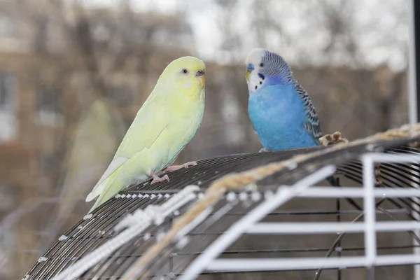 Dois papagaios estão sentados na jaula. Aves — Fotografia de Stock