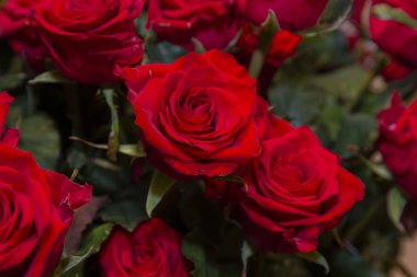 Buketteki güzel kırmızı güller. Çiçekler.