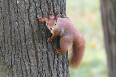 Parktaki ağaçtaki ilginç kırmızı sincap. Hayvanlar