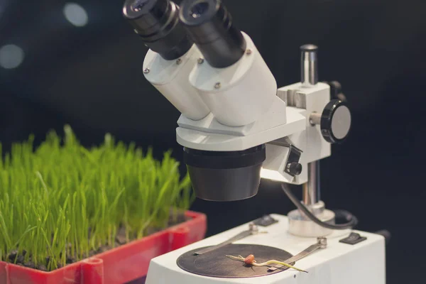 Microscopul și semințele de plante pe o masă într-un laborator. Agricultură — Fotografie, imagine de stoc