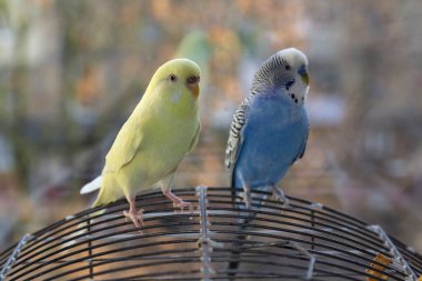 Penceredeki kafeste oturan iki papağan. Kuşlar