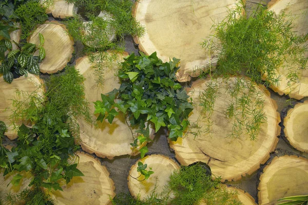 圆形树桩和绿色植物。背景和结构 — 图库照片
