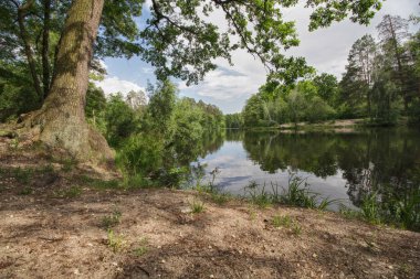 Ağaçlar parktaki gölün kıyısında