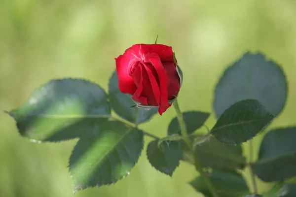 Rosa Roja Una Rama Verde Jardín Naturaleza —  Fotos de Stock