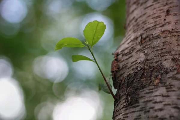 嫩绿色的芽生长在树皮上 — 图库照片