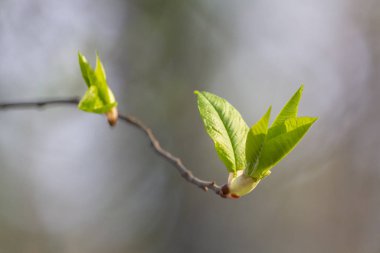 İlkbaharda parktaki bir dalda yeşil yapraklar dağılır. Doğa