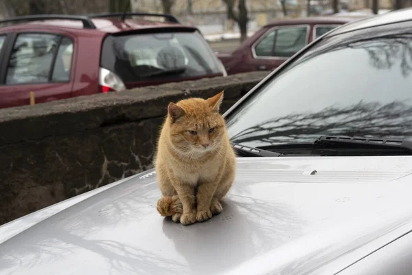 Červená Kočka Bez Domova Sedí Kapotě Auta Zvířata — Stock fotografie