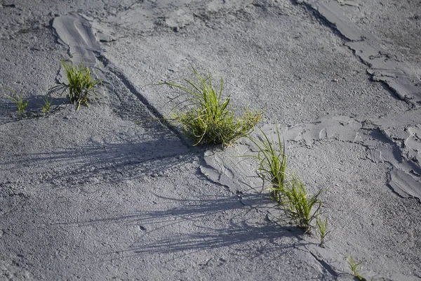 Grama Verde Iluminada Pelo Sol Nascendo Concreto Natureza — Fotografia de Stock