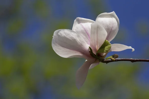 Bloeiende Magnolia Een Tuin Close Bloemen — Stockfoto