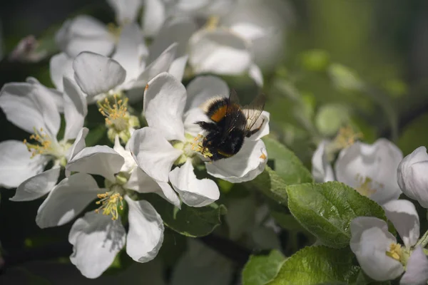 Bumblebee Zapylający Kwitnącą Jabłoń Przyroda — Zdjęcie stockowe